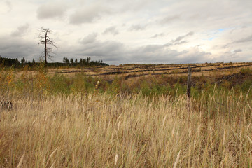 Forest landscape after a fire