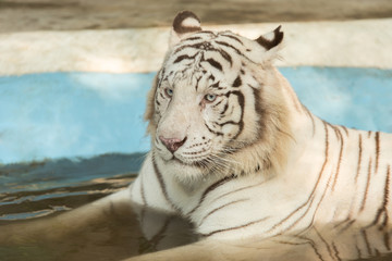 Portrait of white Bengal Tiger sit in the water.