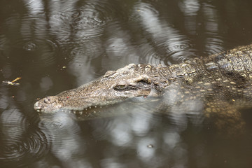 Portrait of crocodile or alligator in the river.