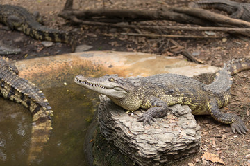 Portrait of crocodile or alligator behind the river.