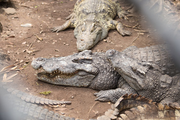 Portrait of crocodile or alligator behind the river.