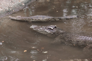 Portrait of crocodile or alligator in the river.