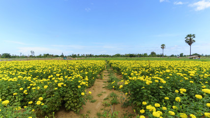 Fototapeta na wymiar Tagetes erecta or the Mexican marigold farm in a beautiful day in Pranburi district , Prachuap Khiri Khan , Thailand
