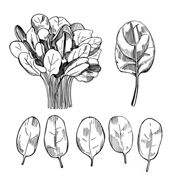 Hand drawn spinach.   Vector sketch  illustration.