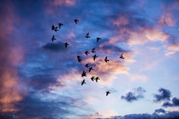 Silhouette of birds flying into the sunset clouds 