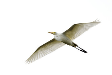 Image of Eastern Cattle egret (Bubulcus coromandus) flying on whitel background. Bird, Wild Animals.