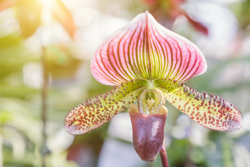 Obraz na płótnie Canvas Orchid flower in orchid garden at winter or spring day for postcard beauty and agriculture idea concept design. Paphiopedilum orchid or Lady's Slipper orchid.