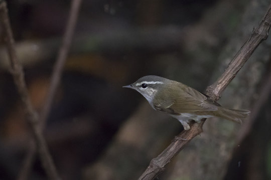 Image of little tailorbird perched on a branch on nature background. Bird. Animals.
