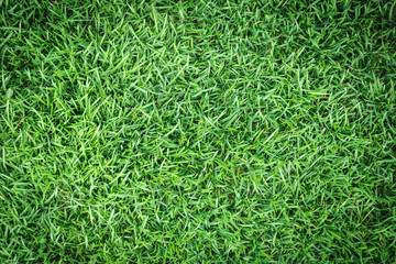 Grass texture or grass background. green grass for golf course, soccer field or sports background concept design. Natural green grass.