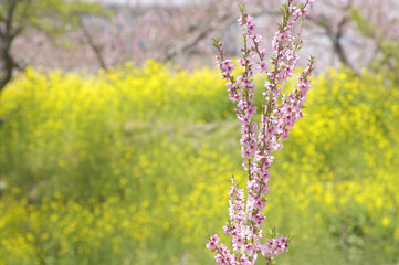 桃の花