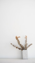 Dried eucalyptus branches in vase with white wall