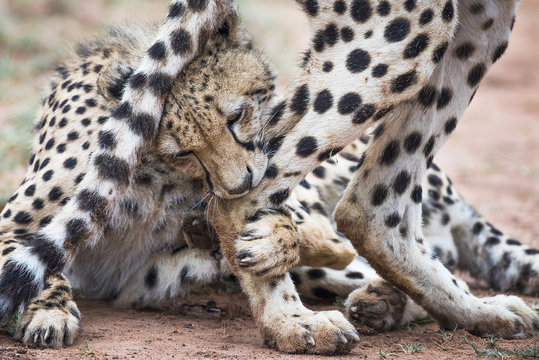 Close up of two playing cheetah, Limpopo, South Africa