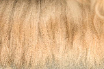 long gray-brown coat
