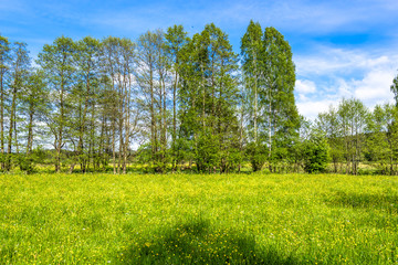 Obraz premium Flowers on meadow with spring grass field and trees, green landscape