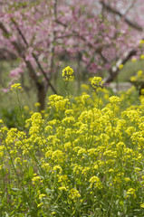 満開の菜の花