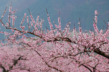 桃の花