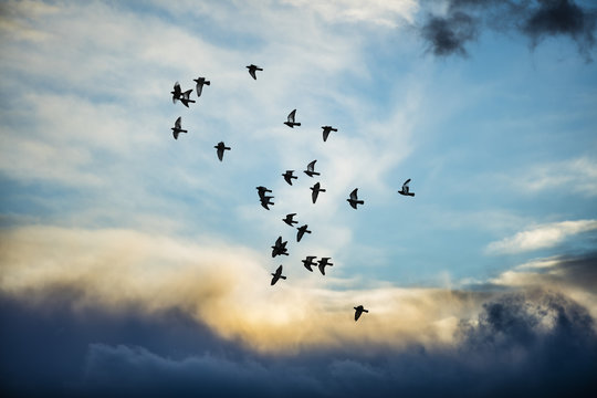 birds flying into the sunset clouds 