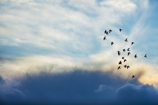 birds and sky 