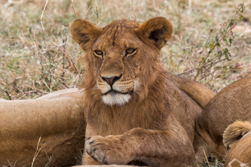 Löwe (Panthera leo)