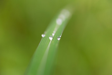 Green Colour Background of grass with Dew