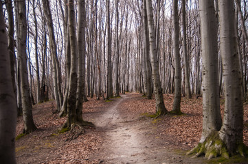 Beech forest