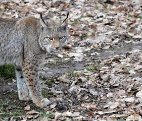 Naklejka premium Luchs
