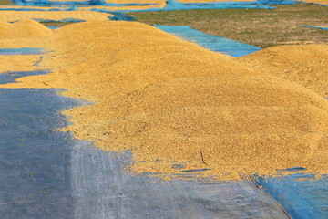 The rice is harvested and prepared for the sun.