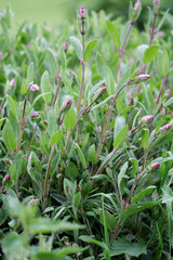 Obraz premium Salbei