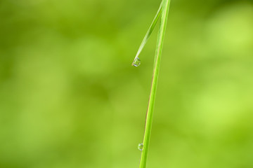 Green Colour Background of grass with Dew
