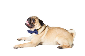 Obraz premium pug dog with blew bow tie