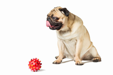 male pug dog isolated on white with red ball toy