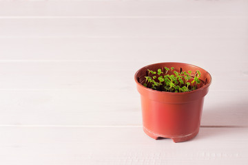 seedlings of forget-me-not flower in a plastic pot with white label