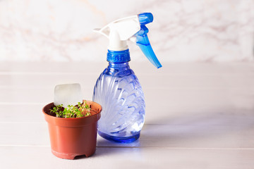 seedlings of forget-me-not flower in a plastic pot with sprayer