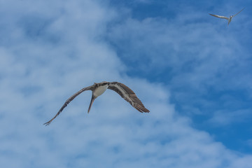 Brown pelican and royal tern, birds flying in Guadeloupe
