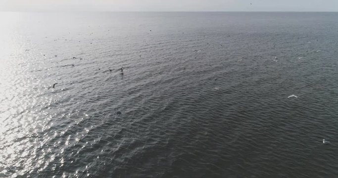 A flock of gulls flies into the sea, aerial view, slow motion