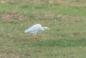 Western Cattle Egret, Bubulcus ibis, beautiful white bird on the grass 
