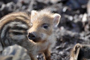 Wildschwein Frischling