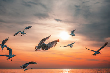 Seagull fly in the sky at sunrise