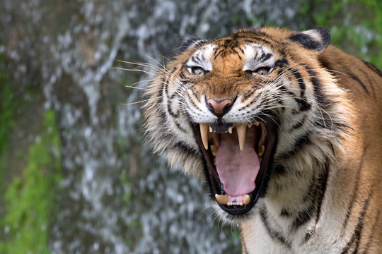 Tiger roaring.