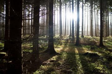 Dancing sunlight in the forest