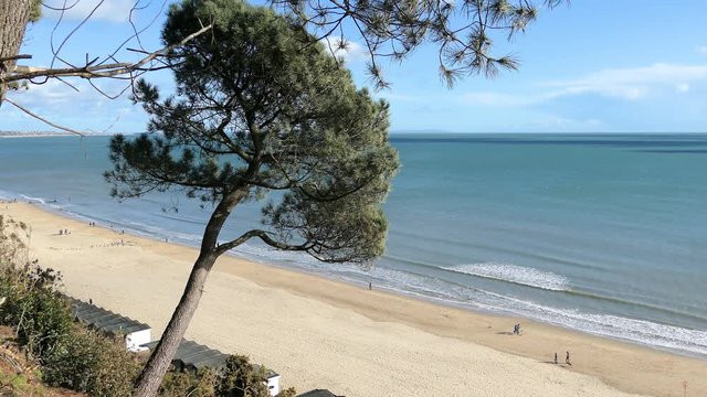Bournemouth beach and coastline with a pine tree
