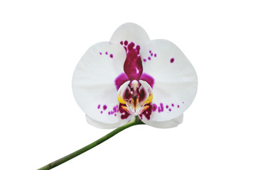 Fototapeta na wymiar White orchid with purple spot isolated on white background