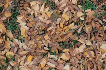 Top view of fallen leaves of rowan and birch in the grass