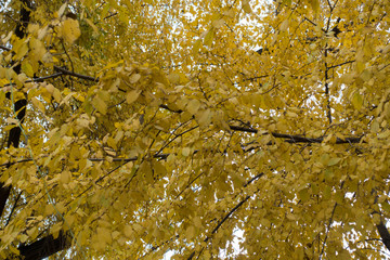 Yellow leaves of elm in late autumn
