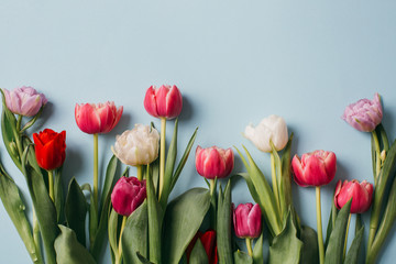 Fresh tulips on a white table, top view. Copy space.