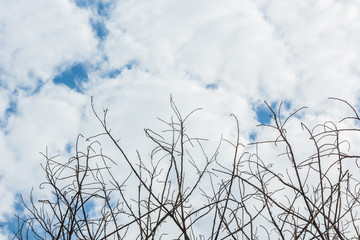 Abstract tree branches isolated on sky background