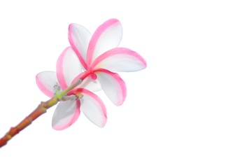 blooming of pink plumeria on white background