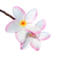 Fototapeta na wymiar blooming of pink plumeria on white background