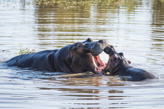 Hippo mother and calf playing