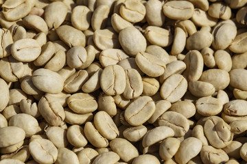 Coffee beans with parchment skin, after the pulp and outer skin were removed